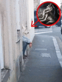 Red Arrow Wolf GIF