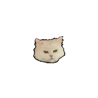 Meh Angrycat Sticker by Cat Therapy & Rescue Society