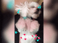 dog GIF by Pamily