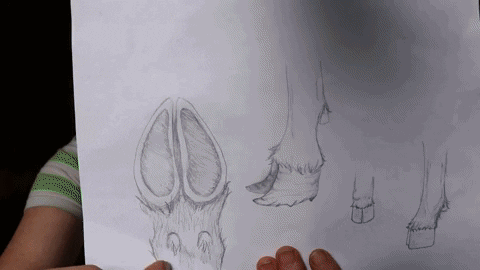 delciplouffe giphyupload GIF