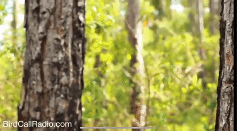 BirdCallRadio look looking lost woods GIF