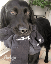 Golden Retriever Dog GIF by furkinpetinsurance