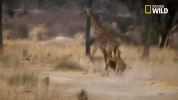 giraffe savage kingdom GIF by Nat Geo Wild 