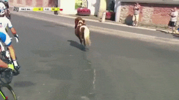 horse pony GIF by Electric Cyclery