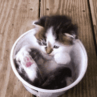 safe for work cat GIF