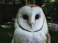 Diamond Eyes GIF