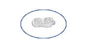 Meerschweine Sticker by M.G. Nagerfarm