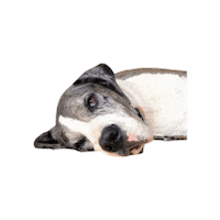 Ledog Sticker by Vida Bull
