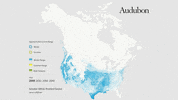 greater white-fronted goose GIF by audubon