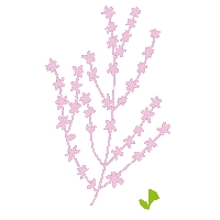 Kriesten_garten minimal blumen blume pflanzen Sticker