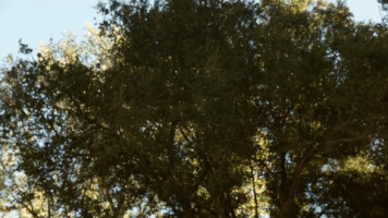 damon wayans riggs GIF by Lethal Weapon