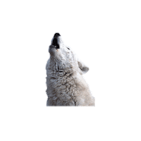 Lobo Outlet Sticker by OPENFARMA