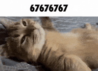 Cat Lying Down GIF