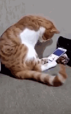 balabala1234 giphyupload GIF