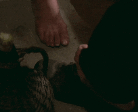 Film Feet GIF