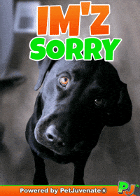 PetJuvenate petjuvenate henlo hooman fren love rescue dogs treatos and woofer for pupper GIF