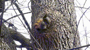 raccoon winnie GIF