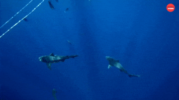 Sharks in the water