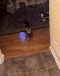Catlife GIF