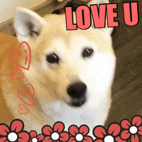 Menwen dog shiba 柴犬 來賊 GIF