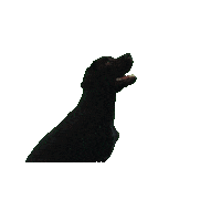 Dog Puppy Sticker by De Contentmaker