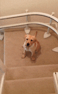 stairs GIF