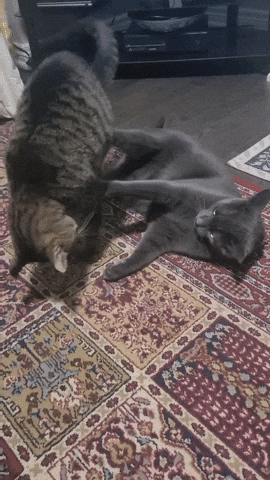 Cat GIF