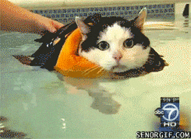 cat swimming GIF by Cheezburger