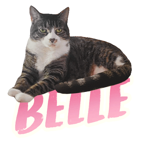Cat Belle Sticker