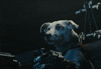 Dog Weve Got To Try GIF by The Chemical Brothers