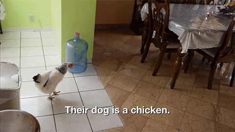 bill hader dog GIF by IFC