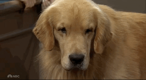 Snl GIF by Saturday Night Live