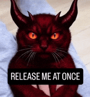 Mei Mei Cat GIF