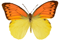 Wings Sticker