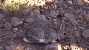 colorado GIF