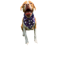 Luna Lovegood Dog Sticker by Geekster Pets