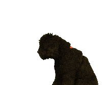 High Five Dog Sticker by World Servants