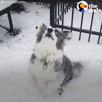 corgis GIF by The Dodo