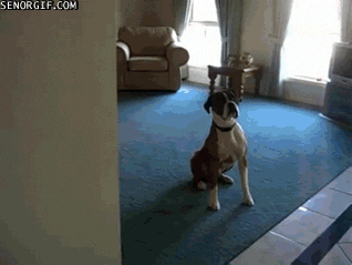Excited Dogs GIF