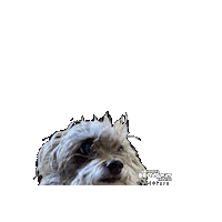 Wizard Of Oz Puppy Sticker by Arizona Broadway Theatre