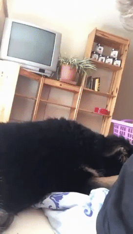 Video gif. A resting German Shepherd flops it head up suddenly as its tongue dangles to the side.