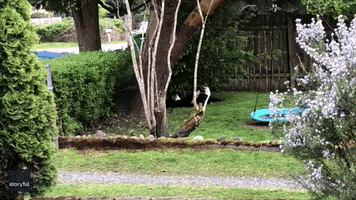 Two Bald Eagles Locked in Epic Struggle in Seattle Yard