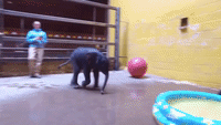 Pittsburgh Zoo's Elephant Calf Gets First Bath