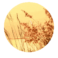 heruskadantas good morning bom dia sunrise heruska dantas Sticker