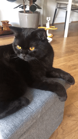 purrcivalcat giphyupload cat kitten black cat GIF