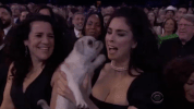 Grammy Awards Puppy GIF by Recording Academy / GRAMMYs