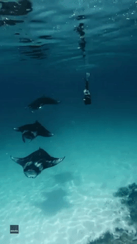 Diver Swims Alongside Manta Rays in Enchanting Underwater Footage From Maldives