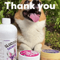 Dog Thank You GIF