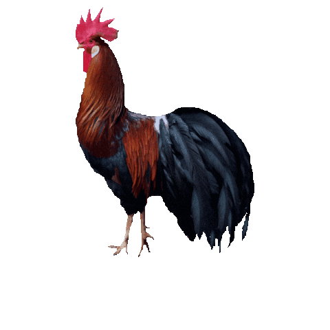 roberthck giphygifmaker chicken farm rooster Sticker