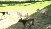 GIF by Random Goat